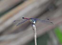 Image de Agrionoptera insignis allogenes Tillyard 1908