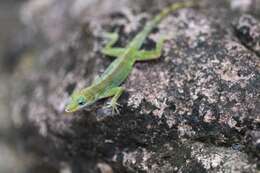 Image of Leopard Anole