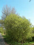 Image of goat willow