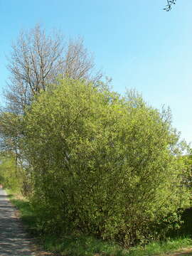 Imagem de Salix caprea L.