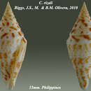 Image de Conus rizali Olivera & Biggs 2010