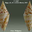 Conus rizali Olivera & Biggs 2010的圖片