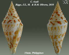 Image of Conus rizali Olivera & Biggs 2010