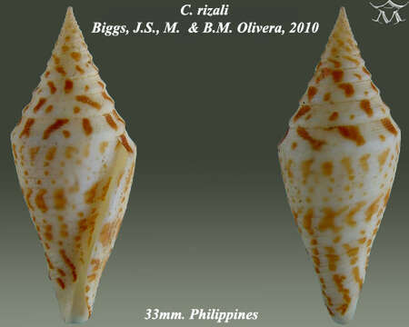 صورة Conus rizali Olivera & Biggs 2010