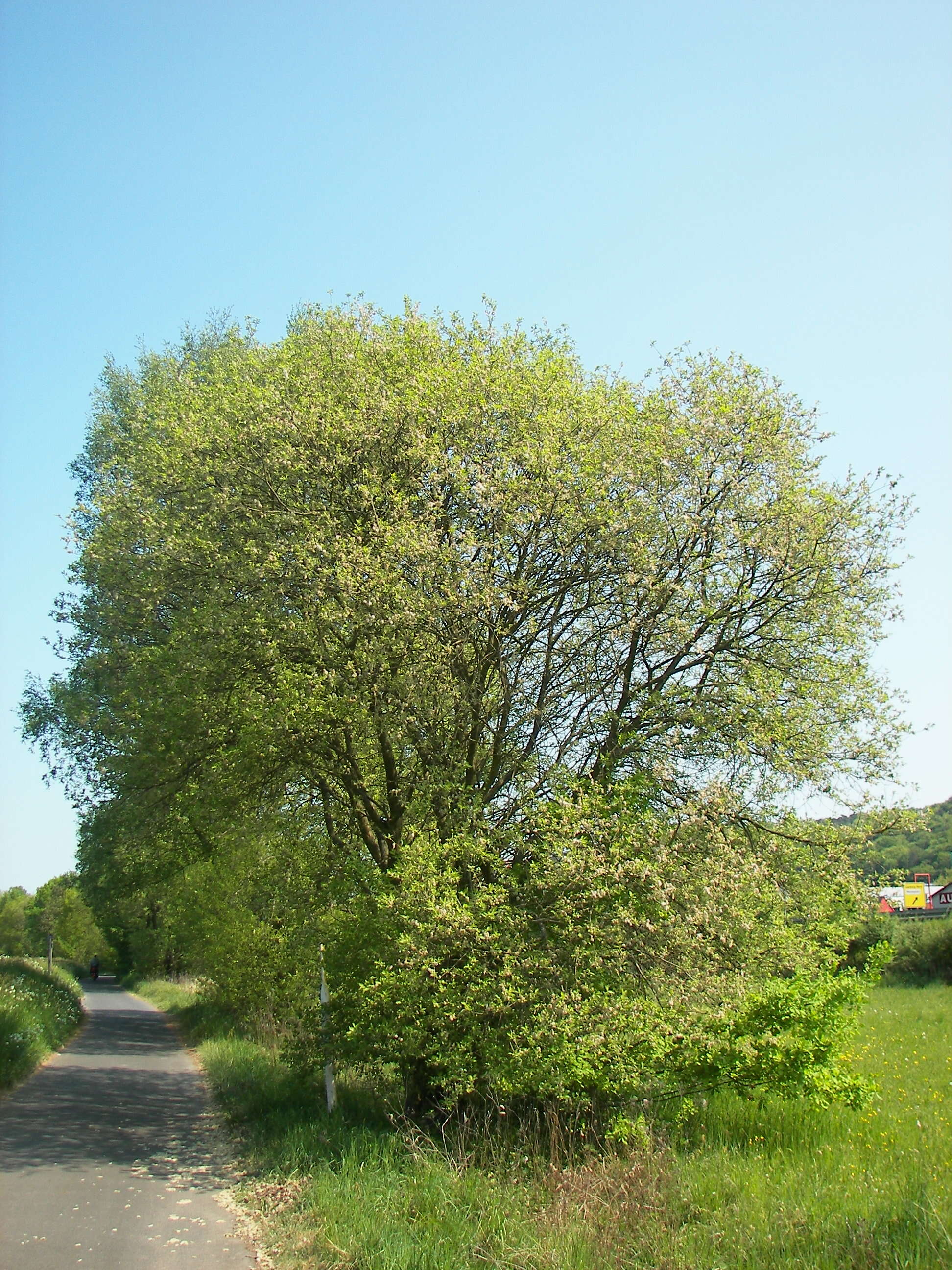 Image of goat willow