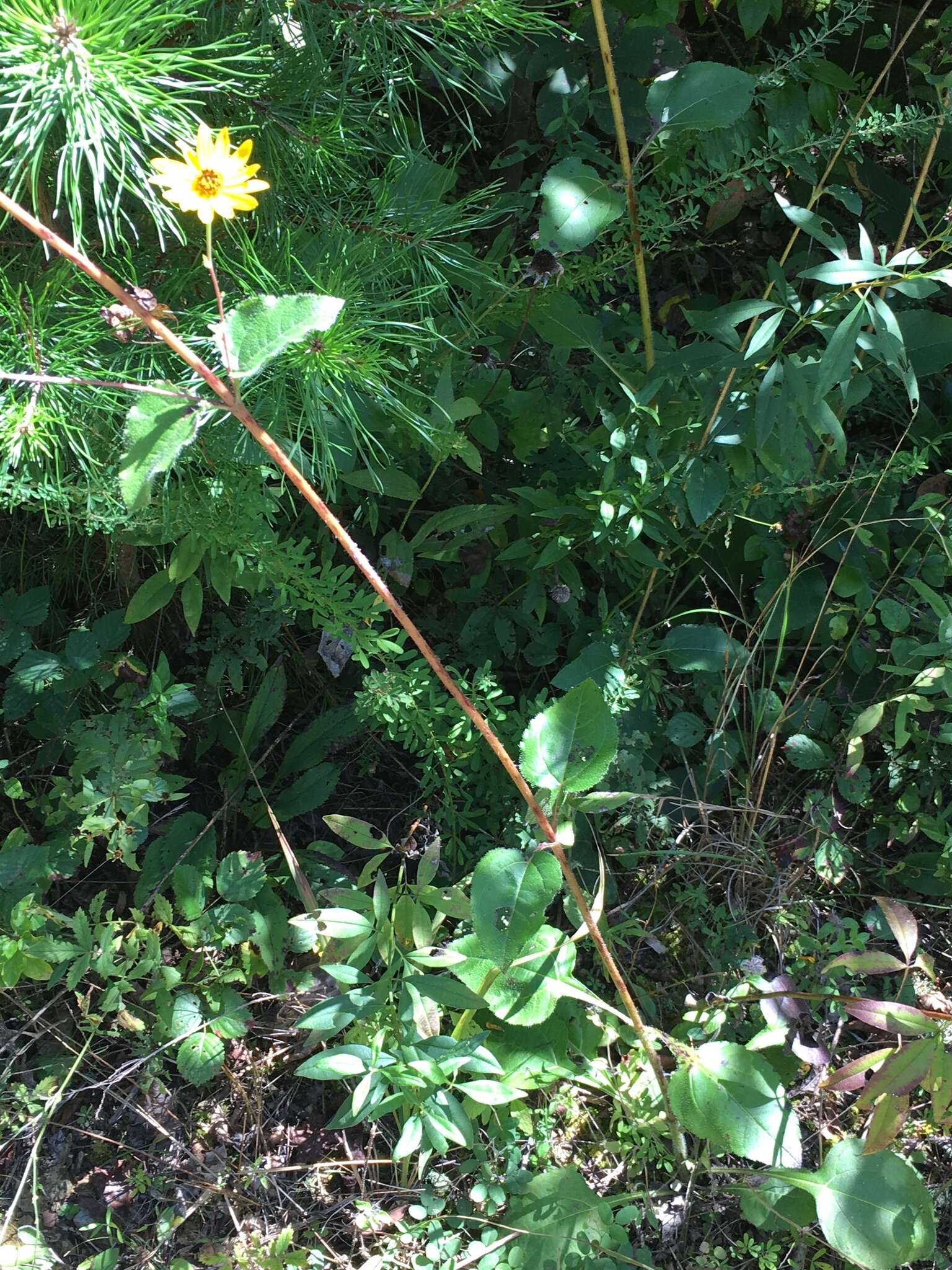 Image of purpledisk sunflower