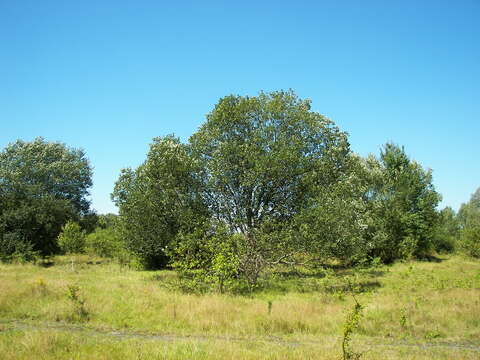 Image of goat willow