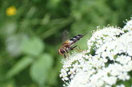 Image of Leucozona glaucia (Linnaeus 1758)