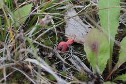 Image of Clavaria rosea Fr. 1821