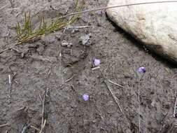 Plancia ëd Utricularia dichotoma subsp. novae-zelandiae