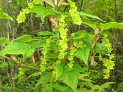 Image of Grey-budded snake-bark-maple