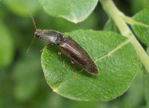 Image of Athous haemorrhoidalis