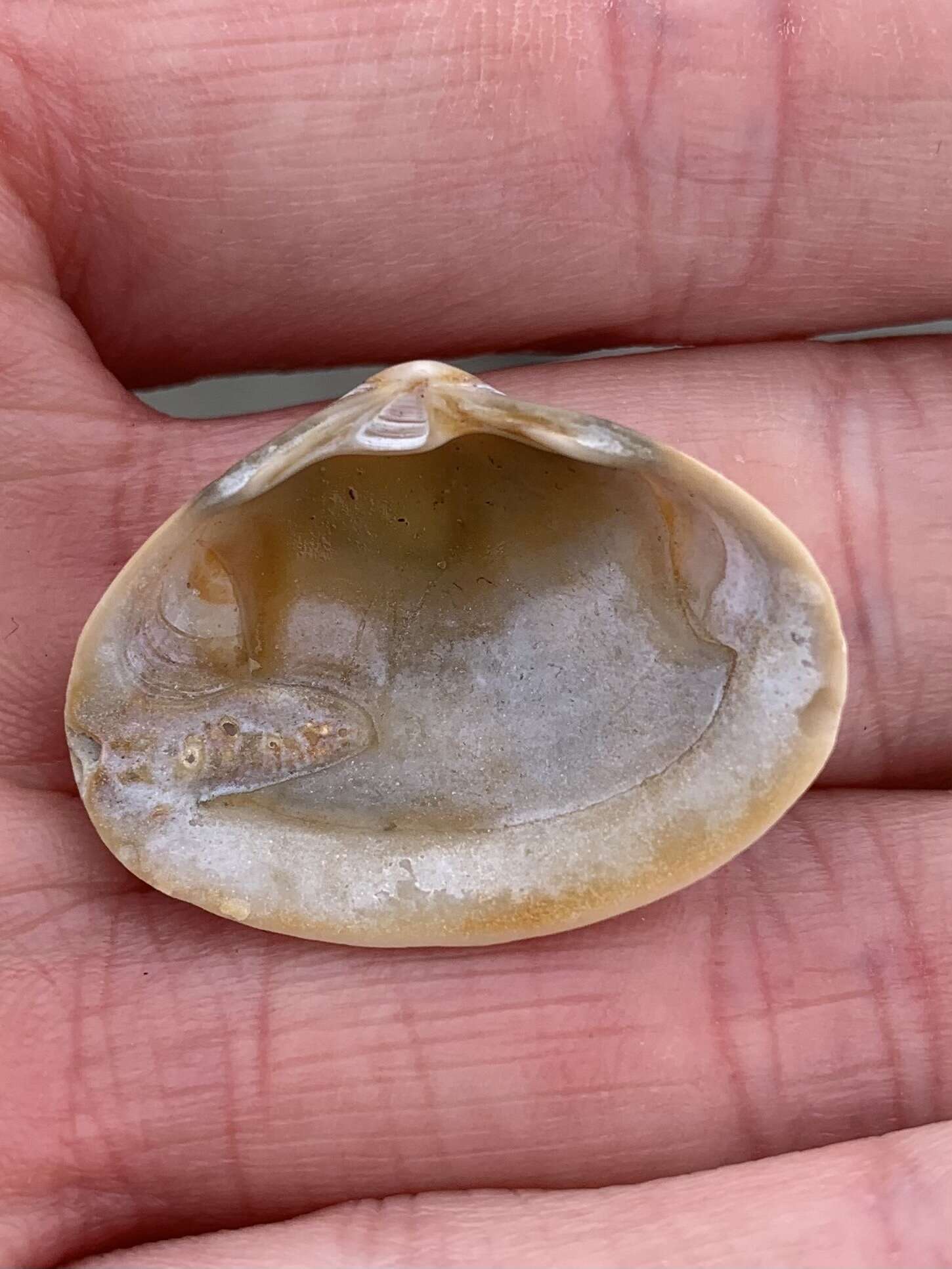 Image of surf clam