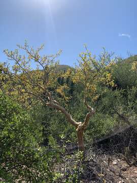 Image of fragrant bursera