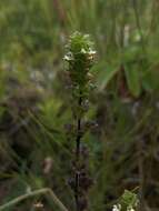 Image of Small Eyebright