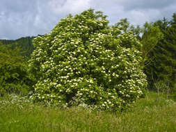 Imagem de Sambucus nigra L.