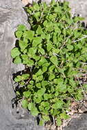 Image of Lindheimer's rockdaisy