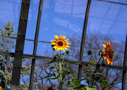 Image of common sunflower