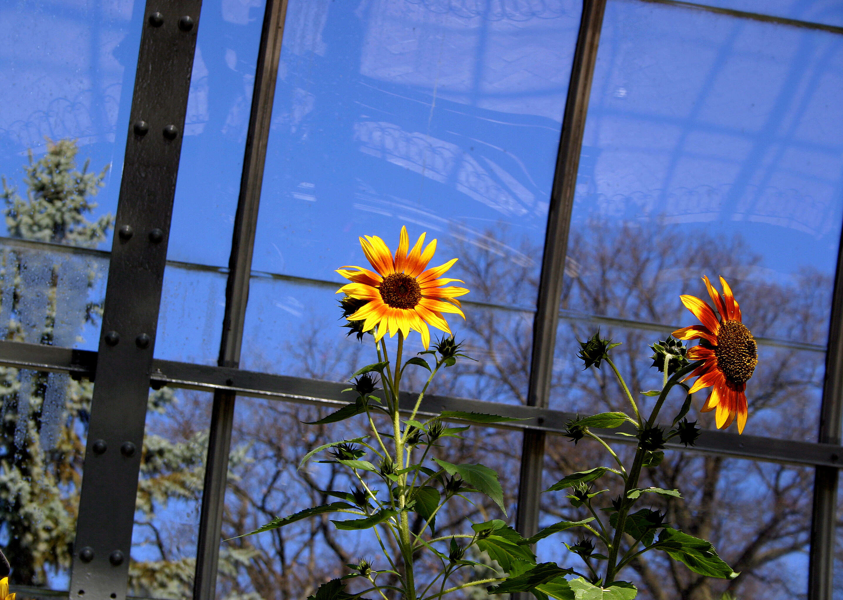 Image of common sunflower