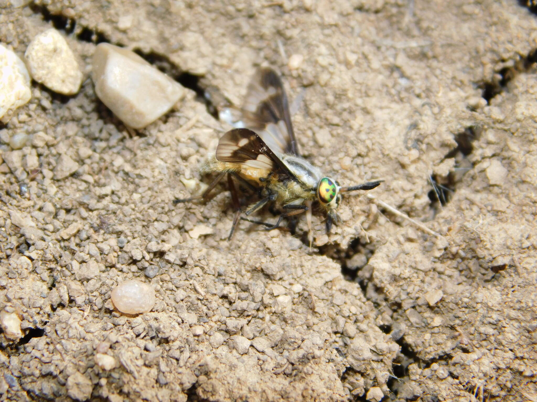 Image of Horse-fly