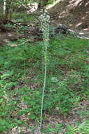 Image of Ornithogalum arcuatum Steven