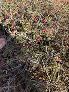 Imagem de Eremophila maculata (Ker-Gawler) F. Muell.