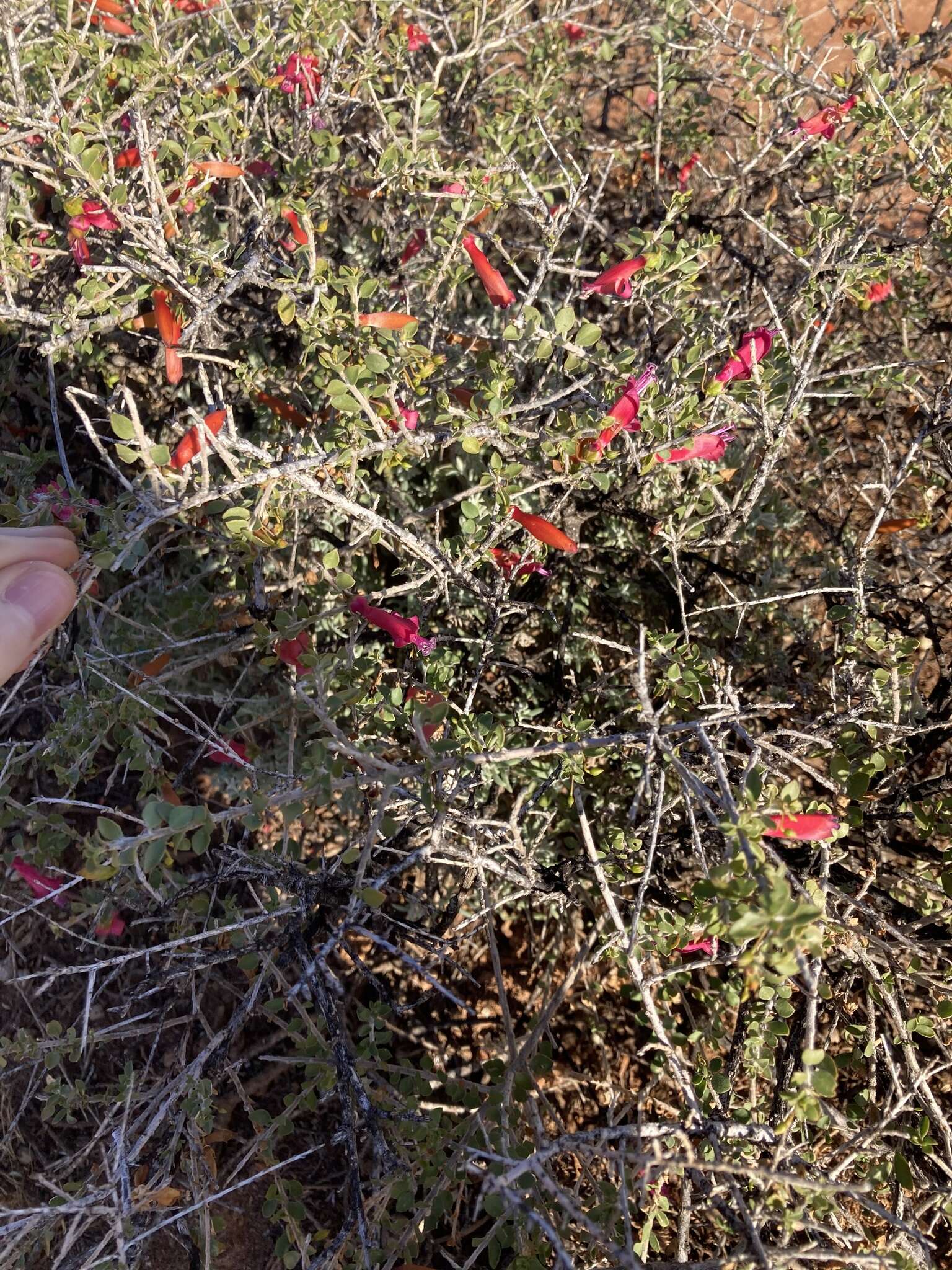 Image of Eremophila maculata (Ker-Gawler) F. Muell.