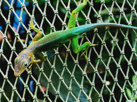 Image of Leopard Anole