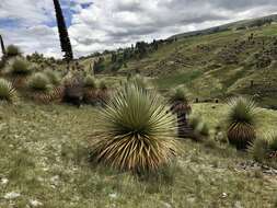 Image de Puya raimondii Harms