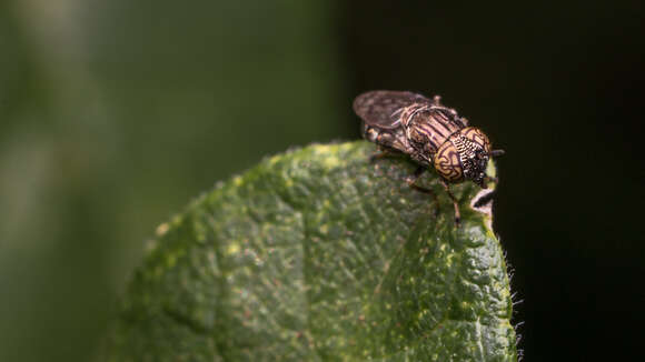 Image of Orthonevra nitida (Wiedemann 1830)