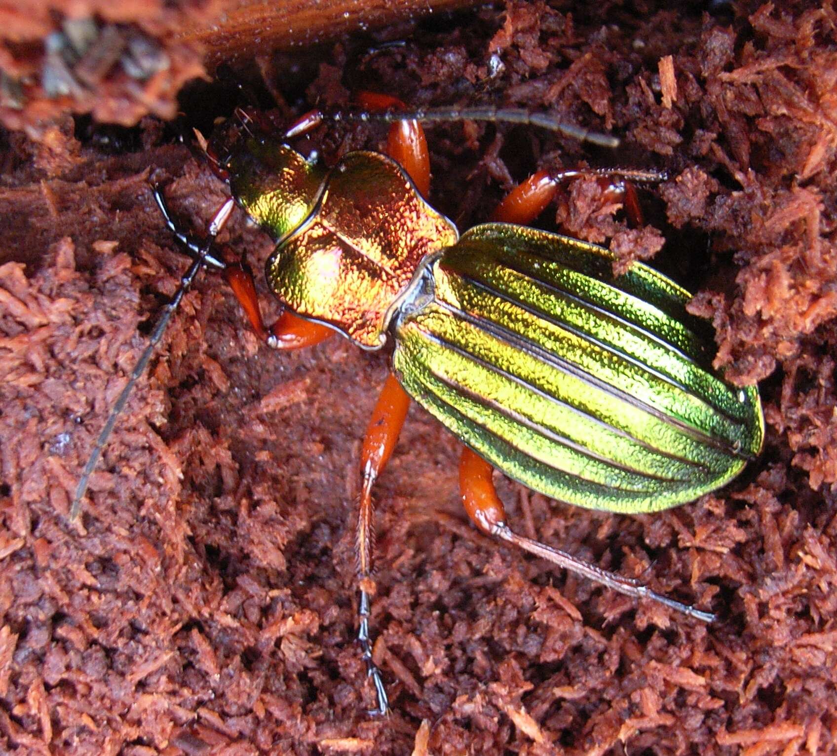 Carabus (Chrysocarabus) auronitens Fabricius 1792 resmi