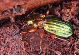 Carabus (Chrysocarabus) auronitens Fabricius 1792 resmi