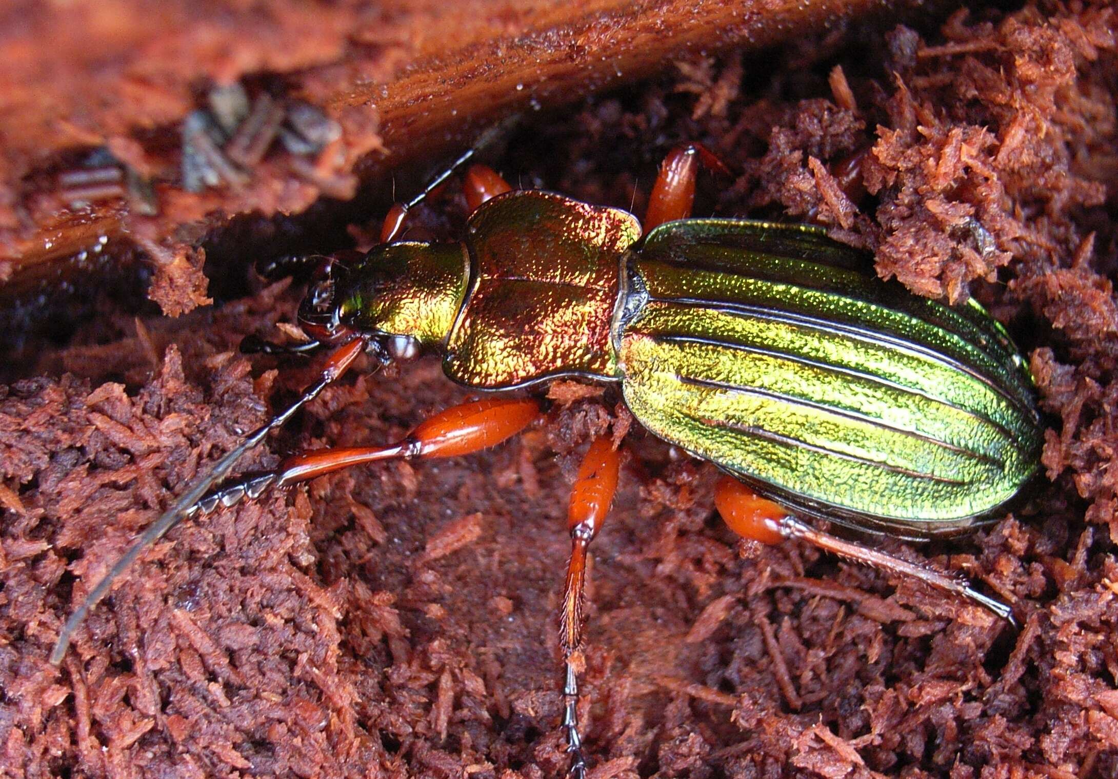 Carabus (Chrysocarabus) auronitens Fabricius 1792 resmi