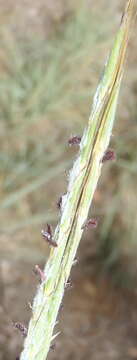 Image of Broad-leaved bluestem