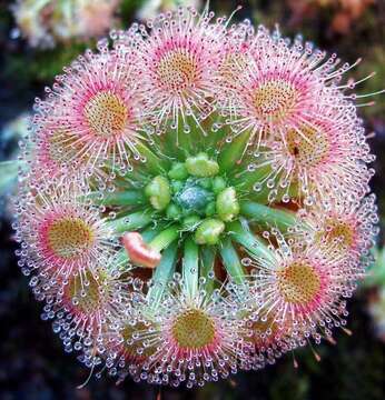 Image of Drosera callistos N. Marchant & Lowrie