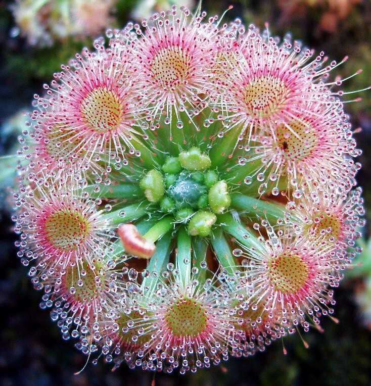 Image of Drosera callistos N. Marchant & Lowrie