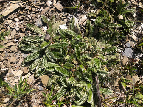 Image de Argentina tugitakensis (Masam.) Soják