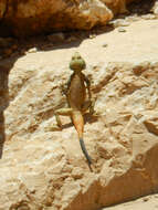 Image of Caucasian Agama