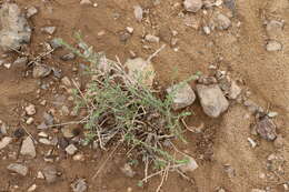 Image de Asterothamnus centraliasiaticus Novopokr.