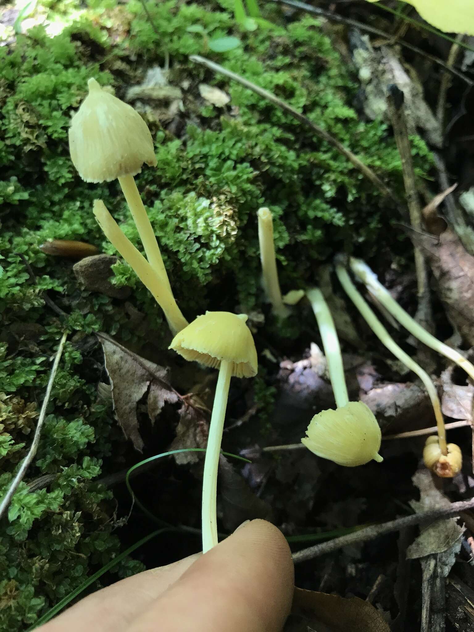 Слика од Entoloma murrayi (Berk. & M. A. Curtis) Sacc. 1899