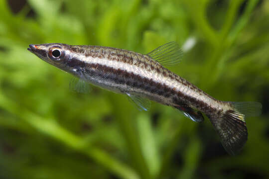 Image of Diptail pencilfish