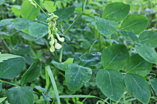 Слика од Lathyrus davidii Hance