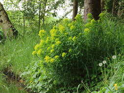 Image of Marsh Spurge