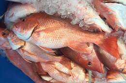 Image of Bream