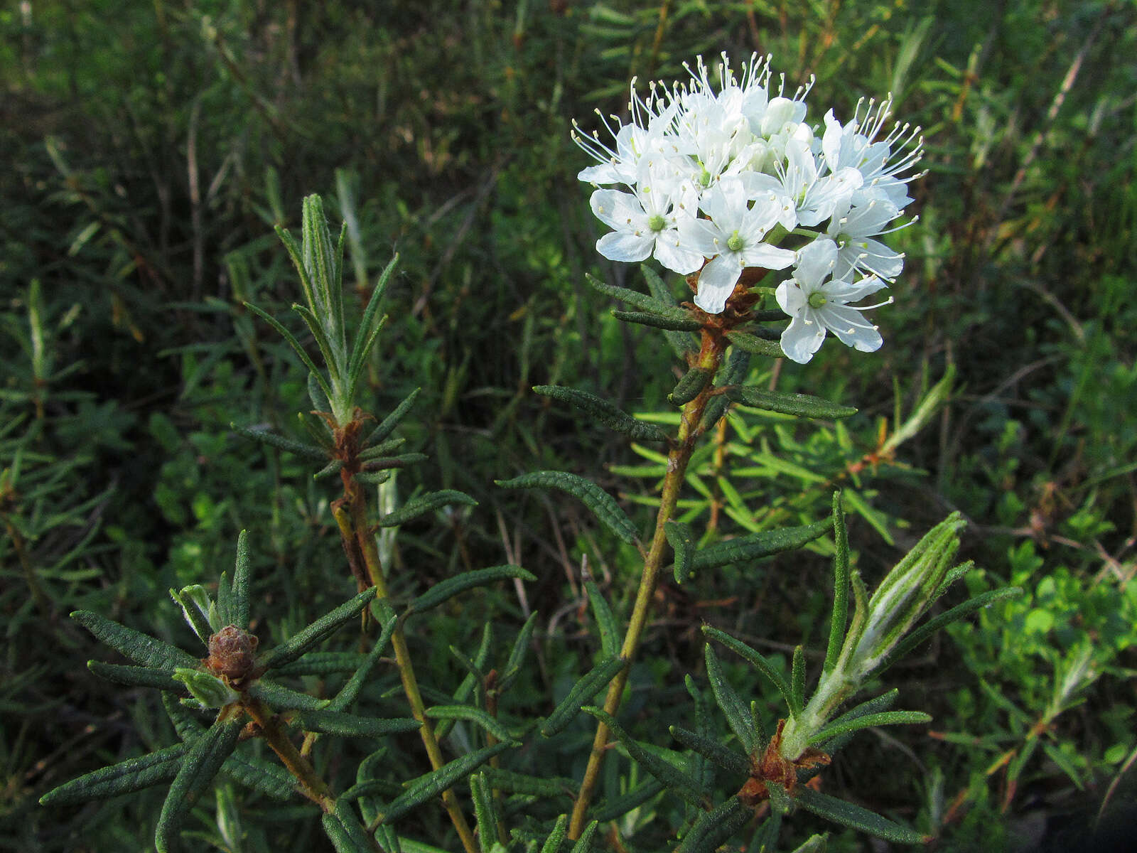 Imagem de Rhododendron tomentosum (Stokes) Harmaja