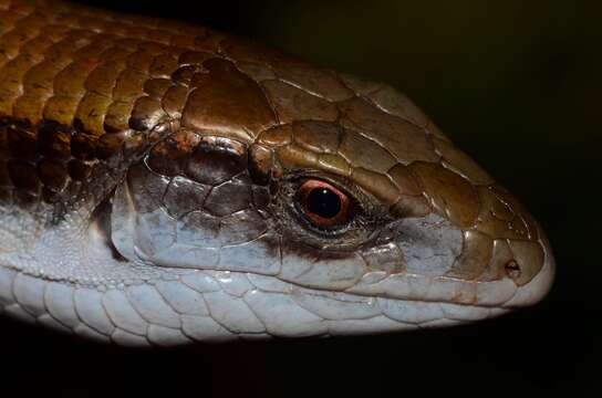 Image of Laurent’s Plated Lizard