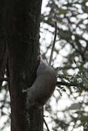 Image of Black-tailed Thallomys