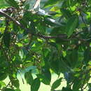 Image de Ficus amplissima Sm.