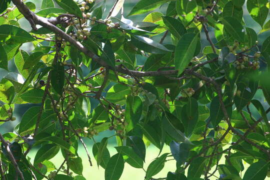 Image of Ficus amplissima Sm.