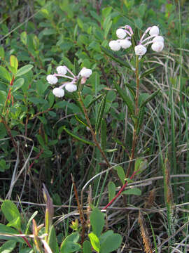 Image of bog rosemary